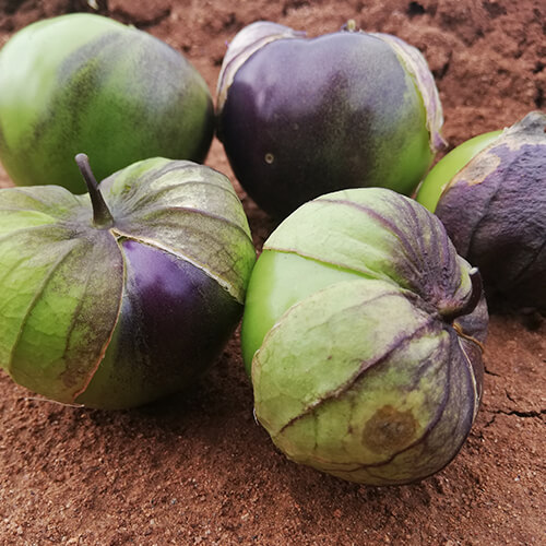 Tomatillo Catarina